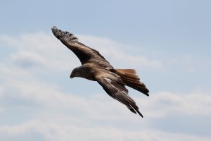 Avistament d'ocells a Menorca no-movil