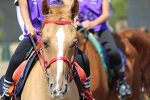 Una de las actividades de las que gozan de una increíble experiencia son las excursiones a caballo. no-movil