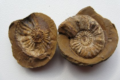 Fòssils d'Ammonites