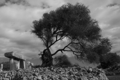El efecto del viento de Tramuntana sobre la vegetación de Menorca