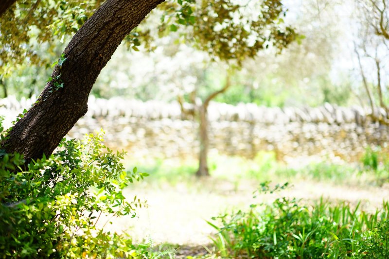 Bosque de encinas en la isla de Menorca