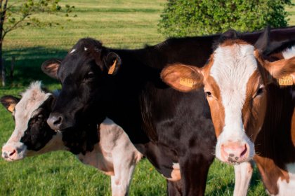 El sector primario de Menorca, la agricultura la ganadería