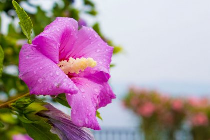 Flora de Menorca